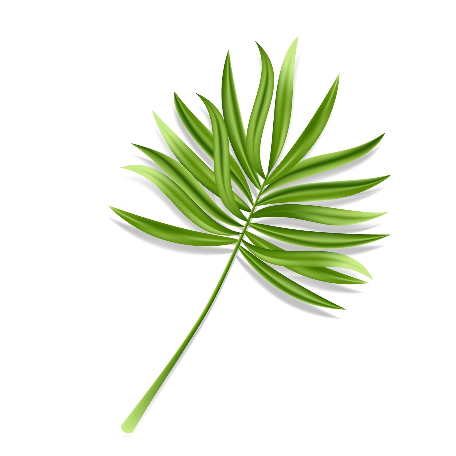 Areca Leaf